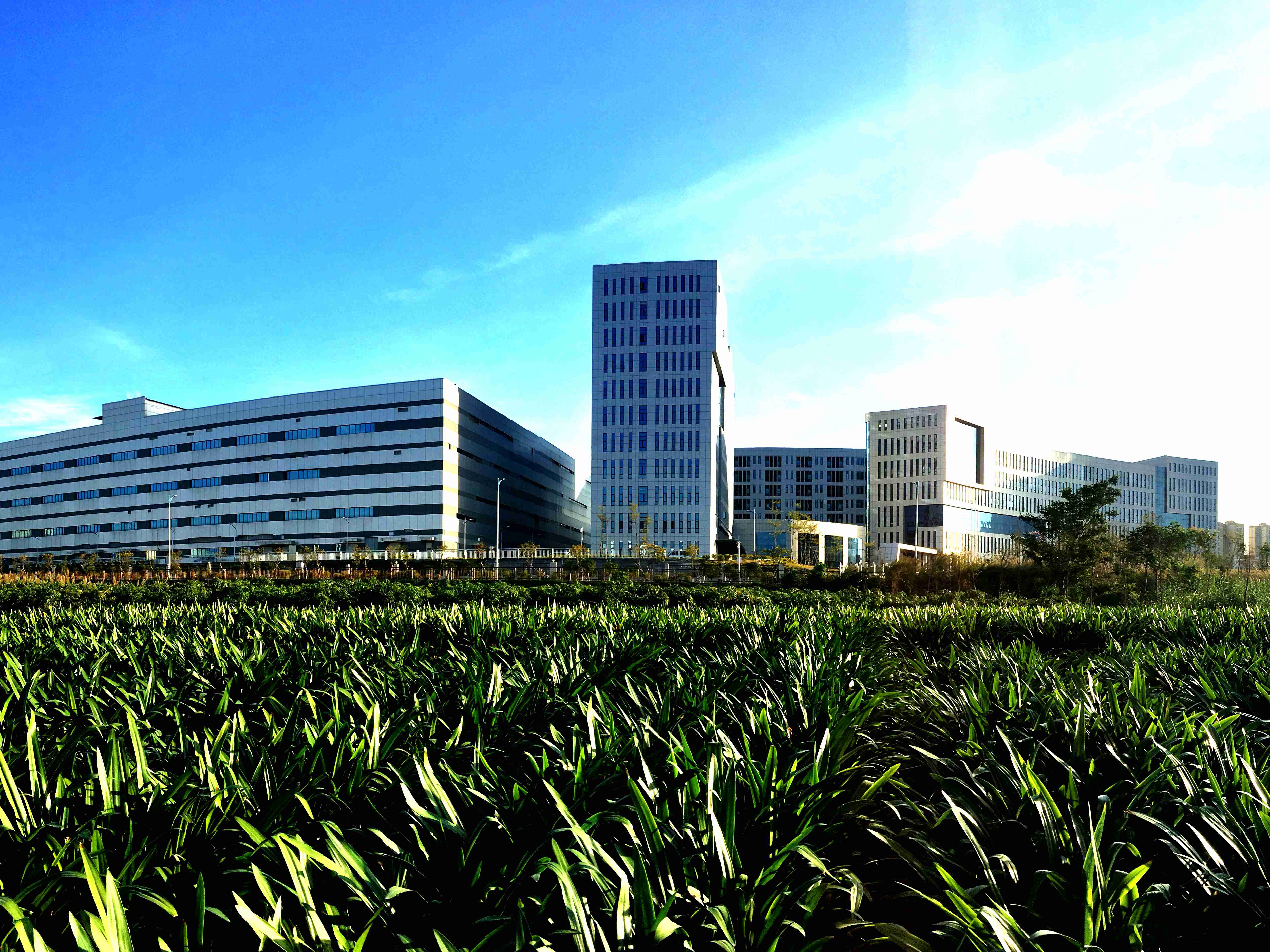 1689657188043062729.jpg 大美國(guó)藥—晨光中的國(guó)藥致君_副本.jpg